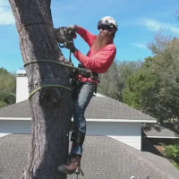 How to Find a Reputable Tree Service Near Me